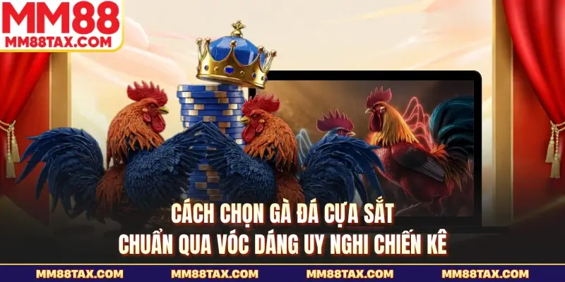 Cách Chọn Gà Đá Cựa Sắt - Bí Thuật Chọn Thần Kê Bất Bại 2 Cách chọn gà đá cựa sắt chuẩn qua vóc dáng uy nghi chiến kê