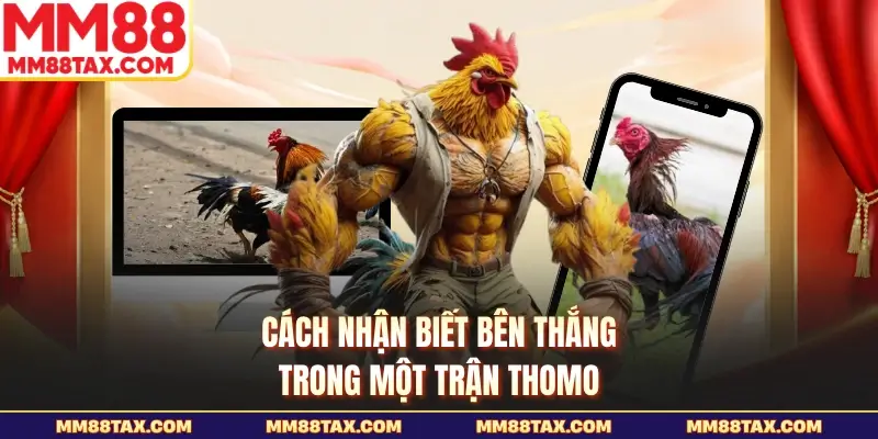 Luật Chơi Đá Gà Thomo - Đọc Chuẩn Để Vào Trận Tại MM88 5 Cách nhận biết bên thắng trong một trận Thomo